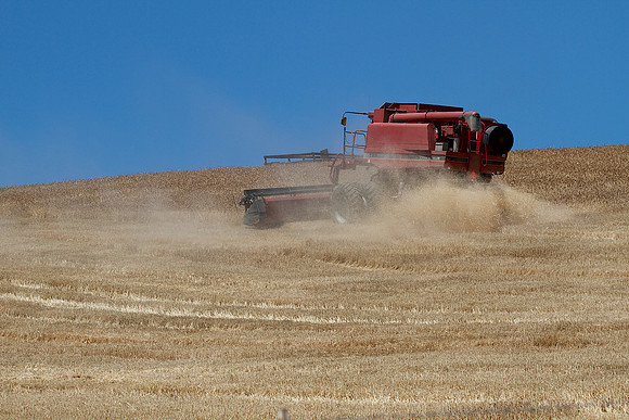 Wheat Harvest in North Central Oregon