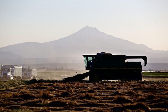 Harvesting Grass Seed