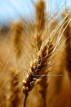 Wheat Closeup